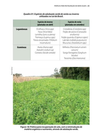 PRÁTICAS PARA RESTAURAÇÃO DA MATA CILIAR | 31
Espéciesdeinverno
(plantadasemabril)
Espéciesdeverão
(plantadasemsetembro)
Leguminosas Ervilhaca (Vicia spp)
Fava (Vicia faba)
Lentilha (Lens sculenta)
Tremoço (Lupinus spp.)
Trevo encarnado (Trifolium
incarnatum)
Crotalárias (Crotalaria spp)
Feijão de porco (Canavalia
ensiformis)
Feijão guandu (Cajanus cajan)
Lab lab (Lablab purpureum)
Mucunas (Stizolobium spp.)
Gramíneas Aveia (Avena spp)
Azevém (Lolium sp)
Centeio (Secale cereale)
Milheto (Pannisetum ameri-
canum)
Sorgo forrageiro (Sorghum
bicolor)
Teosinto (Zea mexicana)
Quadro 01: Espécies de adubação verde de verão ou inverno
utilizadas no sul do Brasil.
Figura 18: Prática para recuperação de solo, com a reintrodução de
matéria orgânica e nutrientes, através de adubação verde.
PauloViana
 
