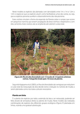 PRÁTICAS PARA RESTAURAÇÃO DA MATA CILIAR | 33
Neste modelo as espécies são plantadas com densidades entre 1m x 1m e 1,5m x
1,5m e espera-se que as espécies atuem como facilitadoras umas das outras, ou seja,
que as espécies pioneiras auxiliem o desenvolvimento das não pioneiras.
Estes núcleos simulam a forma da expansão da floresta sobre o campo, que ocorre
em pequenas manchas que atraem propágulos de áreas vizinhas e dispersores e, com
eles, sementes. Estes núcleos vão se ampliando até cobrirem a área total.
Segundo Kageyama etal. (2003), as ilhas de diversidade são vantajosas por reduzirem
o custo total da restauração da área devido tanto à redução no número de mudas a
serem plantadas como nos tratos culturais necessários.
Plantio em linha
É o plantio de espécies por toda a extensão da área a ser restaurada, podendo ser
feito através de semeadura direta ou plantio de mudas. Neste modelo são realizadas
combinações de espécies dos diferentes grupos ecológicos (Figura 21) plantadas em
linhas, visando uma gradual substituição.
Figura 20: Ilha de alta diversidade com 13 mudas de 12 espécies arbóreas
nativas. Fotografia tirada após 18 meses do plantio.
 