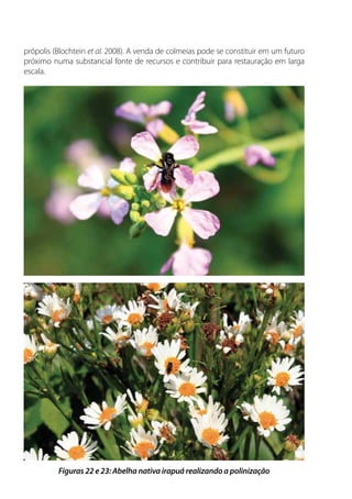 própolis (Blochtein et al. 2008). A venda de colmeias pode se constituir em um futuro
próximo numa substancial fonte de recursos e contribuir para restauração em larga
escala.
Figuras 22 e 23: Abelha nativa irapuá realizando a polinização
 