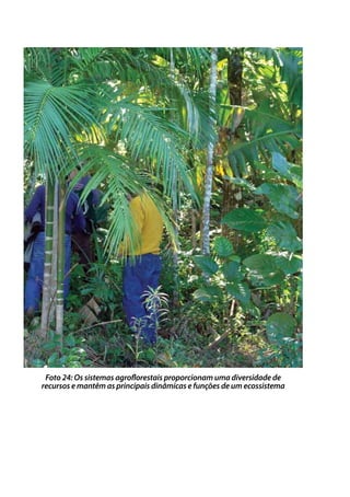 Foto 24: Os sistemas agroflorestais proporcionam uma diversidade de
recursos e mantêm as principais dinâmicas e funções de um ecossistema
 