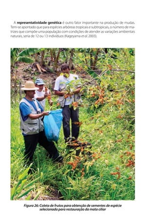 A representatividade genética é outro fator importante na produção de mudas.
Tem-se apontado que para espécies arbóreas tropicais e subtropicais, o número de ma-
trizes que compõe uma população com condições de atender as variações ambientais
naturais, seria de 12 ou 13 indivíduos (Kageyama et al. 2003).
Figura 26: Coleta de frutos para obtenção de sementes de espécie
selecionada para restauração da mata ciliar
 