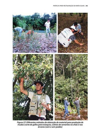 PRÁTICAS PARA RESTAURAÇÃO DA MATA CILIAR | 43
Figura 27: Diferentes métodos de obtenção de material para produção de
mudas (corte de galho para estaquia, coletas de sementes no chão e nas
árvores (com e sem podão)
 