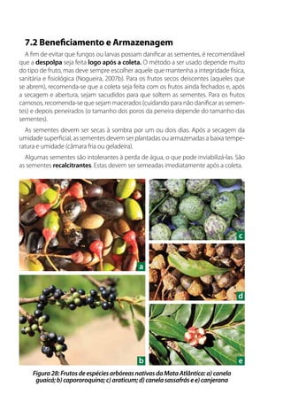 7.2 Beneficiamento e Armazenagem
A fim de evitar que fungos ou larvas possam danificar as sementes, é recomendável
que a despolpa seja feita logo após a coleta. O método a ser usado depende muito
do tipo de fruto, mas deve sempre escolher aquele que mantenha a integridade física,
sanitária e fisiológica (Nogueira, 2007b). Para os frutos secos deiscentes (aqueles que
se abrem), recomenda-se que a coleta seja feita com os frutos ainda fechados e, após
a secagem e abertura, sejam sacudidos para que soltem as sementes. Para os frutos
carnosos, recomenda-se que sejam macerados (cuidando para não danificar as semen-
tes) e depois peneirados (o tamanho dos poros da peneira depende do tamanho das
sementes).
As sementes devem ser secas à sombra por um ou dois dias. Após a secagem da
umidade superficial, as sementes devem ser plantadas ou armazenadas a baixa tempe-
ratura e umidade (câmara fria ou geladeira).
Algumas sementes são intolerantes à perda de água, o que pode inviabilizá-las. São
as sementes recalcitrantes. Estas devem ser semeadas imediatamente após a coleta.
Figura28:FrutosdeespéciesarbóreasnativasdaMataAtlântica:a)canela
guaicá;b)capororoquina;c)araticum;d)canelasassafrásee)canjerana
a
d
c
b e
 