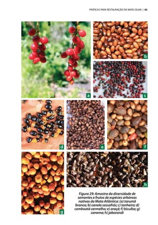 PRÁTICAS PARA RESTAURAÇÃO DA MATA CILIAR | 45
Figura 29: Amostra da diversidade de
sementes e frutos de espécies arbóreas
nativas da Mata Atlântica: (a) tarumã
branco; b) canela sassafrás; c) tanheiro; d)
camboatá vermelho; e) araçá; f) bicuíba; g)
canema; h) jaborandi
a
d
g
c
b
e
h
f
 
