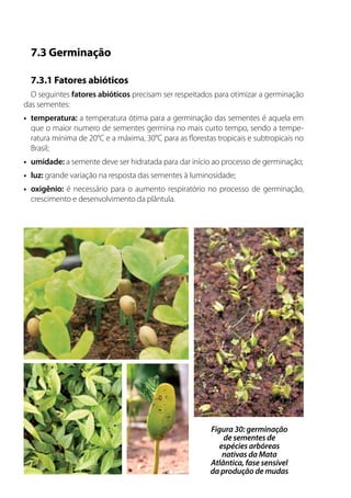 7.3 Germinação
7.3.1 Fatores abióticos
O seguintes fatores abióticos precisam ser respeitados para otimizar a germinação
das sementes:
•	 temperatura: a temperatura ótima para a germinação das sementes é aquela em
que o maior numero de sementes germina no mais curto tempo, sendo a tempe-
ratura mínima de 20°C e a máxima, 30°C para as florestas tropicais e subtropicais no
Brasil;
•	 umidade: a semente deve ser hidratada para dar início ao processo de germinação;
•	 luz: grande variação na resposta das sementes à luminosidade;
•	 oxigênio: é necessário para o aumento respiratório no processo de germinação,
crescimento e desenvolvimento da plântula.
Figura 30: germinação
de sementes de
espécies arbóreas
nativas da Mata
Atlântica, fase sensível
da produção de mudas
 