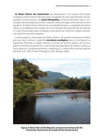 PRÁTICAS PARA RESTAURAÇÃO DA MATA CILIAR | 7
As Matas Ciliares são importantes por apresentarem um conjunto de funções
ecológicas extremamente relevantes para a qualidade de vida, especialmente, das po-
pulações humanas locais e da bacia hidrográfica, sendo fundamentais para a con-
servação da diversidade de animais e plantas nativas da região, tanto terrestres como
aquáticos. As Matas Ciliares influenciam na qualidade da água, na regulação do regime
hídrico, na estabilização de margens do rio, na redução do assoreamento da calha do
rio e são influenciadas pelas inundações, pelo aporte de nutrientes e pelos ecossiste-
mas aquáticos que elas margeiam.
A preservação ou restauração das Matas Ciliares é de grande importância também
para que elas cumpram o papel de corredores ecológicos, pois, ao interligarem os
fragmentos florestais na região, facilitam o trânsito de diversas espécies de animais,
polens e sementes, favorecendo o crescimento das populações de espécies nativas, as
trocas gênicas e, consequentemente, a reprodução e a sobrevivência dessas espécies
(Macedo et al. 1993, Primack & Rodrigues 2001, Metzger 2003).
Figura 3: Mata Ciliar do Rio Maquiné, componente da bacia do Rio
Tramandaí, litoral norte do estado do Rio Grande do Sul
 