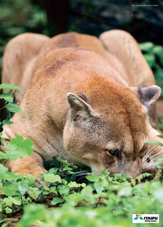 Foto: Centro de Memória / Klabin
 