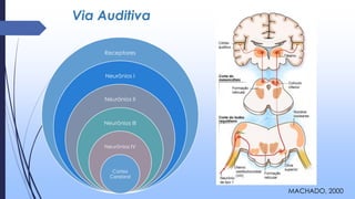 Via Auditiva
Receptores
Neurônios I
Neurônios II
Neurônios III
Neurônios IV
Cortex
Cerebral
MACHADO, 2000
 