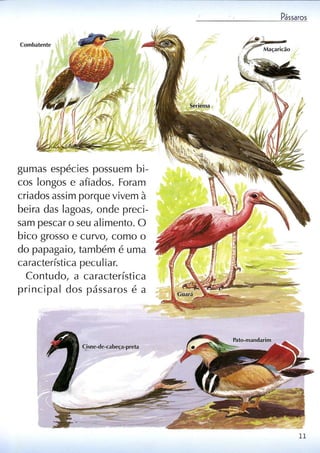 Livro sobre pássaros