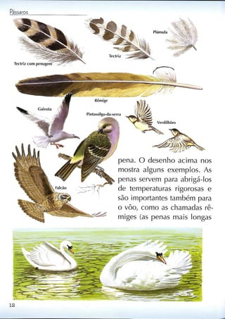 Livro sobre pássaros