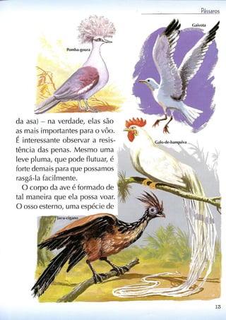 Livro sobre pássaros