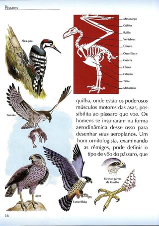 Livro sobre pássaros