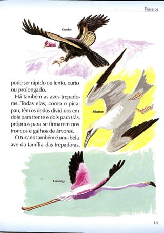 Livro sobre pássaros