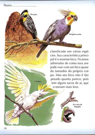 Livro sobre pássaros