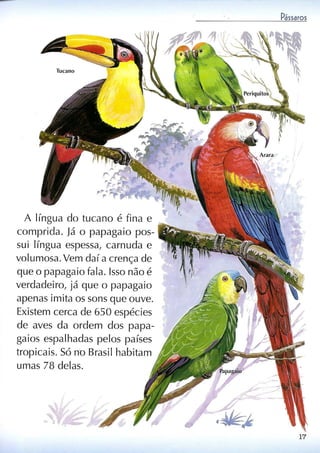 Livro sobre pássaros