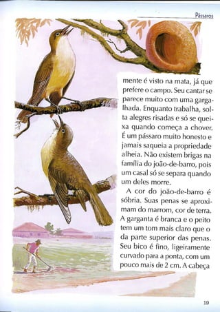 Livro sobre pássaros
