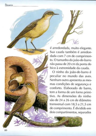 Livro sobre pássaros