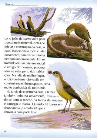 Livro sobre pássaros