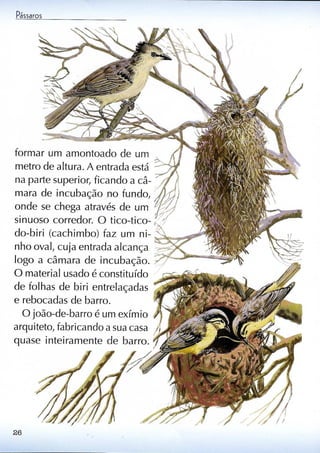 Livro sobre pássaros