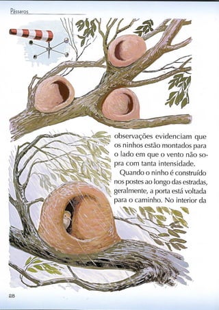Livro sobre pássaros