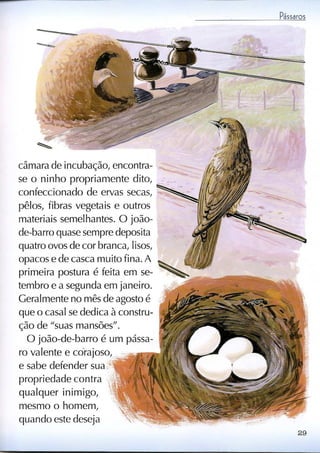 Livro sobre pássaros