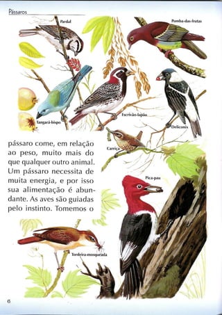 Livro sobre pássaros