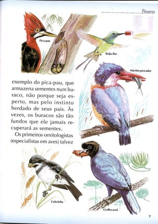 Livro sobre pássaros