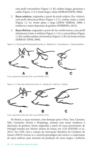 12 - U1 / Suinocultura: sistema de criação
com perfil concavilíneo (Figura 1.1 B), orelhas longas, grosseiras e
caídas (Figura 1.2 C), fronte larga e chata (SEBRAE/ESPM, 2008);
2. Raças asiáticas, originadas a partir do javali asiático (Sus vittatus),
com perfil ultraconcavilíneo (Figura 1.1 C), orelhas curtas e eretas
(Figura 1.2 A), fronte plana e larga (ESPM/ SEBRAE, 2008) e
tendência a maior deposição de gordura (FERREIRA, 2012);
3. Raças ibéricas, originadas a partir do Sus mediterraneus, com perfil
subcôncavo (entre o retilíneo (Figura 1.1 A) e o concavilíneo (Figura
1.1 B)), orelhas médias e horizontais (Figura 1.2 B) e de fronte estreita
(SEBRAE/ ESPM, 2008).
Figura 1.1 | Tipo de perfil frontonasal de suínos: A – Retilíneo; B – Concavilíneo; C – Ultraconcavilíneo
Fonte: adaptada de Machado (1967, apud IRGANG, 2014).
Figura 1.2 | Tipos de orelhas de suínos: A – Asiática; B – Ibérica; C- Céltica
Fonte: adaptada de Machado (1967, apud IRGANG, 2014).
No Brasil, as raças nacionais, com destaque para o Piau, Tutu, Canastra,
Nilo, Caruncho, Pereira e Pirapitinga, animais com maior tendência à
deposição de gordura, foram originadas a partir de raças provenientes de
Portugal trazidas por Martin Afonso de Souza, em 1532 (FÁVERO et al.,
2011). Em 1958, com a criação da Associação Brasileira de Criadores de
Suínos (ABCS) iniciou-se o controle genealógico dos suínos e a importação
de raças exóticas, para aumento da produção de carne magra e melhoria
 