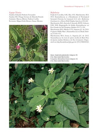 | 125 
Equipe Técnica 
Analista: Eduardo Pinheiro Fernandez 
Analista SIG: Thiago Serrano de Almeida Penedo 
Avaliador: Marcus Alberto Nadruz Coelho 
Revisores: Miguel Avila Moraes, Tainan Messina 
!MARANTHACEAEs!NGIOSPERMA 
Referências 
Frank-de-Carvalho, S.M.; Báo, S.N.; Marchioretto, M.S. 
2012. Amaranthaceae as a Bioindicator of Neotropical 
Savannah Diversity. In: Lammed, G.A. (ed.). Biodiversity 
Enrichment in a Diverse World. Rijeka: Intech, p. 235-262. 
Marchioretto, M.S.; Azevedo, F.; Josende, M.V.F.; Schnorr, 
D.M. 2008. Biogeografia da família Amaranthaceae no 
Rio Grande do Sul. Pesquisas, Botânica 59:171-190. 
Marchioretto, M.S.; Miotto, S.T.S.; Siqueira, J.C. de. 2010. 
O gênero Pfaffia Mart. (Amaranthaceae) no Brasil. Hoeh-nea 
37:461-511. 
Marchioretto, M.S.; Senna, L.; Siqueira, J.C. de. 2012. 
Amaranthaceae. In: Lista de espécies da flora do Brasil. Rio 
de Janeiro: Jardim Botânico do Rio de Janeiro. Dispo-nível 
em http:floradobrasil.jbrj.gov.br/2012/FB000042. 
Abaixo: Quaternella glabratoides | Categoria: EN 
(Foto: Maria Salete Marchioretto) 
À esquerda: Alternanthera hirtula | Categoria: VU 
(Foto: Maria Salete Marchioretto) 
 