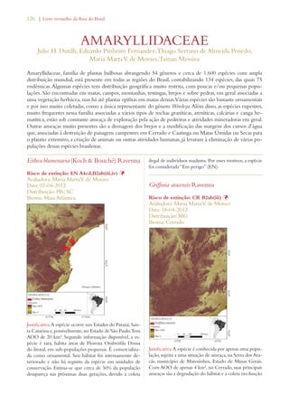126 | Livro vermelho da flora do Brasil 
AMARYLLIDACEAE 
Julie H. Dutilh, Eduardo Pinheiro Fernandez, Thiago Serrano de Almeida Penedo, 
Maria Marta V. de Moraes, Tainan Messina 
Amaryllidaceae, família de plantas bulbosas abrangendo 54 gêneros e cerca de 1.600 espécies com ampla 
distribuição mundial, está presente em todas as regiões do Brasil, contabilizando 134 espécies, das quais 75 
endêmicas. Algumas espécies tem distribuição geográfica muito restrita, com poucas e/ou pequenas popu-lações. 
São encontradas em matas, campos, montanhas, restingas, brejos e sobre pedras, em geral associadas a 
uma vegetação herbácea, mas há até plantas epífitas em matas densas. Várias espécies são bastante ornamentais 
e por isso muito coletadas, como a única representante do gênero Worsleya. Além disso, as espécies rupestres, 
muito frequentes nessa família associadas a vários tipos de rochas graníticas, areníticas, calcárias e canga he-matítica, 
estão sob constante ameaça de exploração pela ação de pedreiras e atividades mineradoras em geral. 
Outras ameaças muito presentes são a drenagem dos brejos e a modificação das margens dos cursos d’água 
que, associadas à destruição de paisagens campestres em Cerrado e Caatinga ou Matas Úmidas ou Secas para 
o plantio extensivo, a criação de animais ou outras atividades humanas, já levaram à eliminação de várias po-pulações 
dessas espécies brasileiras. 
Eithea blumenavia (Koch  Bouché) Ravenna 
Risco de extinção: EN A4cd;B2ab(iii,iv) Þ 
Avaliadora: Maria Marta V. de Moraes 
Data: 02-04-2012 
Distribuição: PR; SC 
Bioma: Mata Atlântica 
Justificativa: A espécie ocorre nos Estados do Paraná, San-ta 
Catarina e, possivelmente, no Estado de São Paulo. Tem 
AOO de 20 km². Segundo informação disponível, a es-pécie 
é rara, habita áreas de Floresta Ombrófila Densa 
do litoral, em sub-populações pequenas. É comercializa-da 
como ornamental. Seu hábitat foi intensamente de-teriorado 
e não há registro da espécie em unidades de 
conservação. Estima-se que cerca de 50% da população 
desapareça nas próximas duas gerações, devido à coleta 
ilegal de indivíduos maduros. Por esses motivos, a espécie 
foi considerada “Em perigo” (EN). 
Griffinia aracensis Ravenna 
Risco de extinção: CR B2ab(iii) Þ 
Avaliadora: Maria Marta V. de Moraes 
Data: 18-04-2012 
Distribuição: MG 
Bioma: Cerrado 
Justificativa: A espécie é conhecida por apenas uma popu-lação, 
sujeita a uma situação de ameaça, na Serra dos Ara-cás, 
município de Matosinhos, Estado de Minas Gerais. 
Com AOO de apenas 4 km², no Cerrado, suas principais 
ameaças são a degradação do hábitat e a coleta em função 
 