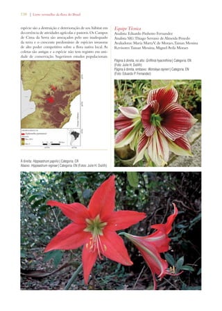 138 | Livro vermelho da flora do Brasil 
espécie são a destruição e deterioração de seu hábitat em 
decorrência de atividades agrícolas e pastoris. Os Campos 
de Cima da Serra são ameaçados pelo uso inadequado 
da terra e o crescente predomínio de espécies invasoras 
de alto poder competitivo sobre a flora nativa local. As 
coletas são antigas e a espécie não tem registro em uni-dade 
de conservação. Sugerimos estudos populacionais. 
Equipe Técnica 
Analista: Eduardo Pinheiro Fernandez 
Analista SIG: Thiago Serrano de Almeida Penedo 
Avaliadoras: Maria Marta V. de Moraes, Tainan Messina 
Revisores: Tainan Messina, Miguel Avila Moraes 
Página à direita, no alto: Griffinia hyacinthina | Categoria: EN 
(Foto: Julie H. Dutilh) 
Página à direita, embaixo: Worsleya rayneri | Categoria: EN 
(Foto: Eduardo P. Fernandez) 
À direita: Hippeastrum papilio | Categoria: CR 
Abaixo: Hippeastrum reginae | Categoria: EN (Fotos: Julie H. Dutilh) 
 