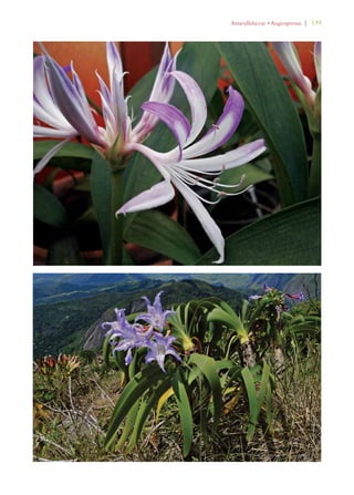!MARYLLIDACEAEs!NGIOSPERMA | 139 
 