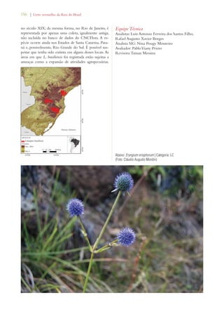156 | Livro vermelho da flora do Brasil 
no século XIX; da mesma forma, no Rio de Janeiro, é 
representada por apenas uma coleta, igualmente antiga, 
não incluída no banco de dados do CNCFlora. A es-pécie 
ocorre ainda nos Estados de Santa Catarina, Para-ná 
e, possivelmente, Rio Grande do Sul. É possível sus-peitar 
que tenha sido extinta em alguns desses locais. As 
áreas em que L. brasiliensis foi registrada estão sujeitas a 
ameaças como a expansão de atividades agropecuárias. 
Equipe Técnica 
Analistas: Luiz Antonio Ferreira dos Santos Filho, 
Rafael Augusto Xavier Borges 
Analista SIG: Nina Pougy Monteiro 
Avaliador: Pablo Viany Prieto 
Revisora: Tainan Messina 
Abaixo: Eryngium eriophorum | Categoria: LC 
(Foto: Cláudio Augusto Mondin) 
 