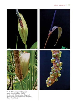 | 181 
No alto: Anthurium langsdorfii | Categoria: EN 
Acima: Anthurium coriaceum | Categoria: LC 
No alto, à direita: Anthurium lucidum | Categoria: EN 
Acima, à direita: Anthurium parasiticum | Categoria: LC 
(Fotos: Marcus Nadruz) 
!RACEAEs!NGIOSPERMA 
 