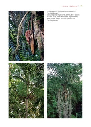 | 195 
!RECACEAEs!NGIOSPERMA 
À esquerda: Astrocaryum aculeatissimum | Categoria: LC 
(Foto: Paula Leitman) 
Abaixo, à esquerda e na página 194: Euterpe edulis | Categoria: 
VU (Fotos: Paula Leitman e Márcio Verdi, respectivamente) 
Abaixo, à direita: Syagrus picrophylla | Categoria: VU 
(Foto: Paula Leitman) 
 