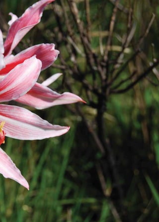 Livro vermelho da flora do Brasil | 25 
 