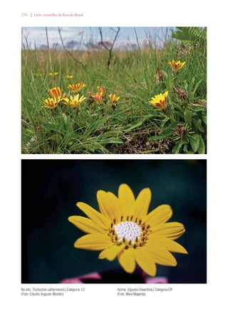 286 | Livro vermelho da flora do Brasil 
No alto: Trichocline catharinensis | Categoria: LC 
(Foto: Cláudio Augusto Mondin) 
Acima: Viguiera linearifolia | Categoria:CR 
(Foto: Mara Magenta) 
 