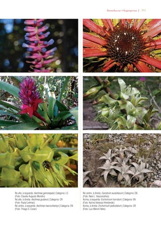 | 391 
No alto, à esquerda: Aechmea gamosepala | Categoria: LC 
(Foto: Claudio Augusto Mondin) 
No alto, à direita: Aechmea gustavoi | Categoria: CR 
(Foto: Paula Leitman) 
No centro, à esquerda: Aechmea macrochlamys | Categoria: EN 
(Foto: Thiago S. Coser) 
ROMELIACEAEs!NGIOSPERMA 
No centro, à direita: Canistrum aurantiacum | Categoria: EN 
(Foto: Nara L. Vasconcellos) 
Acima, à esquerda: Encholirium horridum | Categoria: EN 
(Foto: Karina Vanessa Hmeljevski) 
Acima, à direita: Encholirium pedicelatum | Categoria: CR 
(Foto: Luiz Menini Neto) 
 