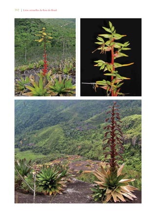 392 | Livro vermelho da flora do Brasil 
 