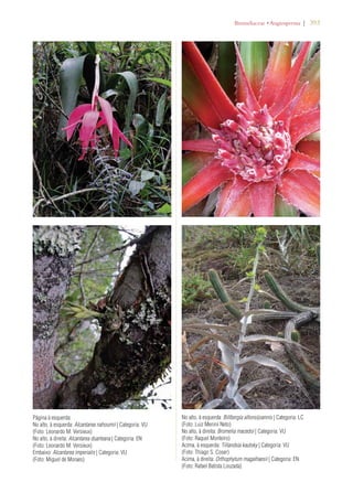 | 393 
ROMELIACEAEs!NGIOSPERMA 
No alto, à esquerda: Billbergia alfonsijoannis | Categoria: LC 
(Foto: Luiz Menini Neto) 
No alto, à direita: Bromelia macedoi | Categoria: VU 
(Foto: Raquel Monteiro) 
Acima, à esquerda: Tillandsia kautsky | Categoria: VU 
(Foto: Thiago S. Coser) 
Acima, à direita: Orthophytum magalhaesii | Categoria: EN 
(Foto: Rafael Batista Louzada) 
Página à esquerda: 
No alto, à esquerda: Alcantarea nahoumii | Categoria: VU 
(Foto: Leonardo M. Versieux) 
No alto, à direita: Alcantarea duarteana | Categoria: EN 
(Foto: Leonardo M. Versieux) 
Embaixo: Alcantarea imperialis | Categoria: VU 
(Foto: Miguel de Moraes) 
 