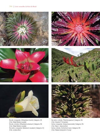 394 | Livro vermelho da flora do Brasil 
No alto, à esquerda: Orthophytum humile | Categoria: CR 
(Foto: Rafael Batista Louzada) 
No alto, à direita: Orthophytum amoenum | Categoria: EN 
(Foto: Rafael Batista Louzada) 
No centro, à esquerda: Nidularium rosulatum | Categoria: VU 
(Foto: Jordana Neri) 
No centro, à direita: Pitcairnia glaziovii | Categoria: EN 
(Foto: Eduardo P. Fernandez) 
Acima, à esquerda: Vriesea brassicoides | Categoria: EN 
(Foto: Nara L. Vasconcellos) 
Acima, à direita: Encholirium luxor | Categoria: EN 
(Foto: Rafaela Campostrini Forzza) 
 