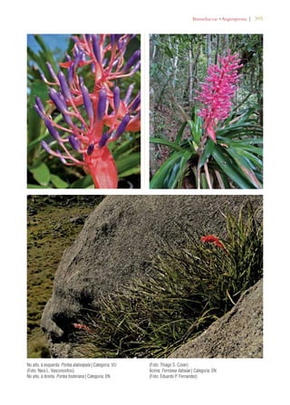 ROMELIACEAEs!NGIOSPERMA | 395 
No alto, à esquerda: Portea alatisepala | Categoria: VU 
(Foto: Nara L. Vasconcellos) 
No alto, à direita: Portea fosteriana | Categoria: EN 
(Foto: Thiago S. Coser) 
Acima: Fernseea itatiaiae | Categoria: EN 
(Foto: Eduardo P. Fernandez) 
 