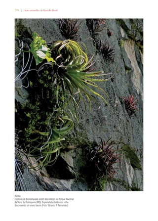 396 | Livro vermelho da flora do Brasil 
Acima: 
Espécies de Bromeliaceae recém descobertas no Parque Nacional 
da Serra da Bodoquena (MS). Especialistas botânicos estão 
descrevendo os novos táxons (Foto: Eduardo P. Fernandez) 
 