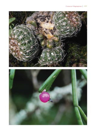 #ACTACEAEs!NGIOSPERMA | 431 
 