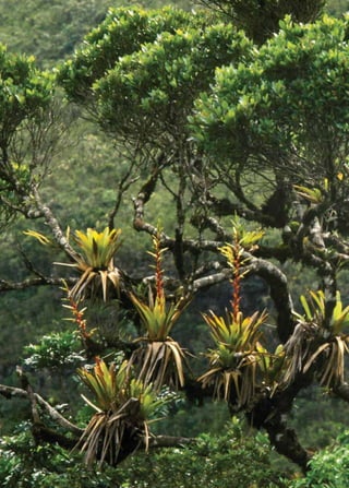 58 | Livro vermelho da flora do Brasil 
 