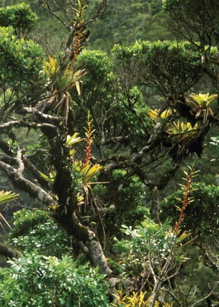 Livro vermelho da flora do Brasil | 59 
 