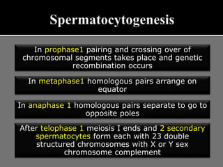 In prophase1 pairing and crossing over of
chromosomal segments takes place and genetic
recombination occurs
In metaphase1 homologous pairs arrange on
equator
In anaphase 1 homologous pairs separate to go to
opposite poles
After telophase 1 meiosis I ends and 2 secondary
spermatocytes form each with 23 double
structured chromosomes with X or Y sex
chromosome complement
 