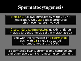 Meiosis II follows immediately without DNA
replication. Only 23 double structured
chromosomes are involved
2 secondary spermatocytes quickly undergo
meiosis II(Centromeres split in metaphase 2)
end with the formation of 4 spermatids
each with 23 single structured
chromosomes and 1N DNA
2 spermatids bear X chromosome complement
and other two bear Y chromosome complement
 