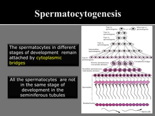 The spermatocytes in different
stages of development remain
attached by cytoplasmic
bridges
All the spermatocytes are not
in the same stage of
development in the
seminiferous tubules
 