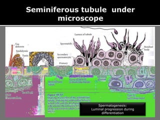 Spermatogenesis:
Luminal progression during
differentiation
 